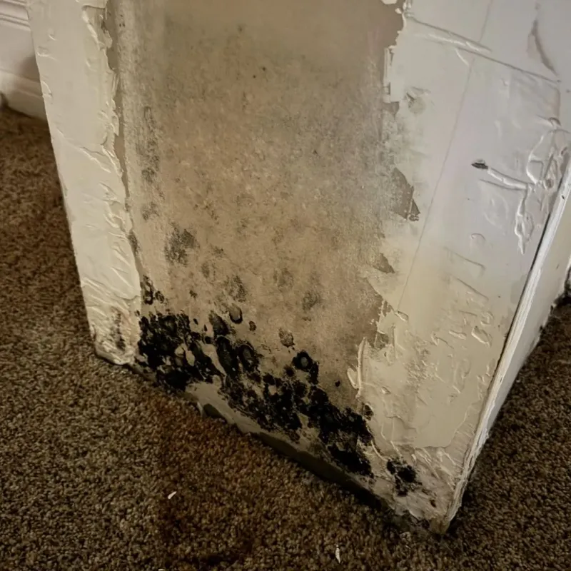 Professional Mold Removal in Caldwell, OH